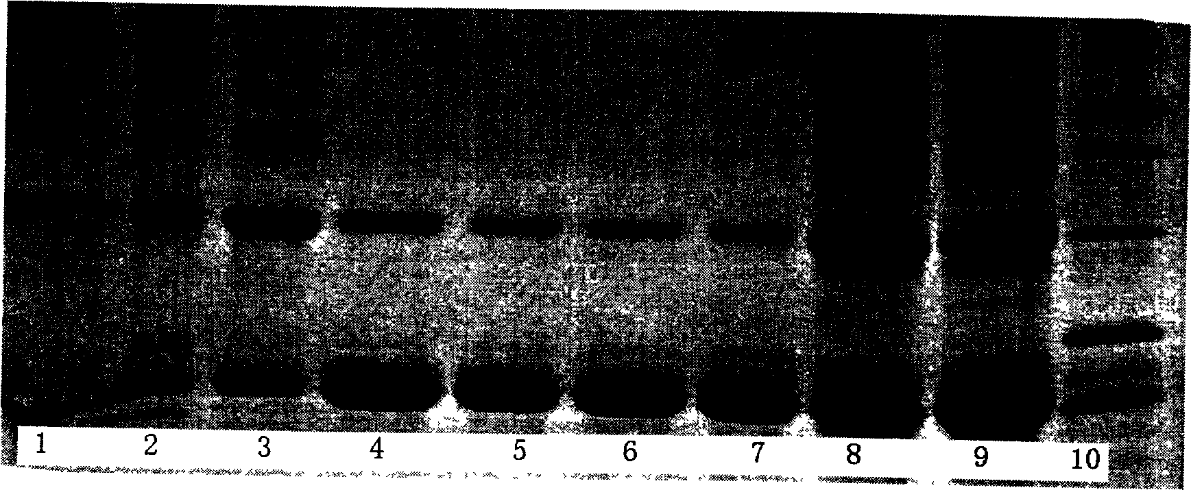 Renaturation of reconstituted human bone protein-1 and making method of its preparation