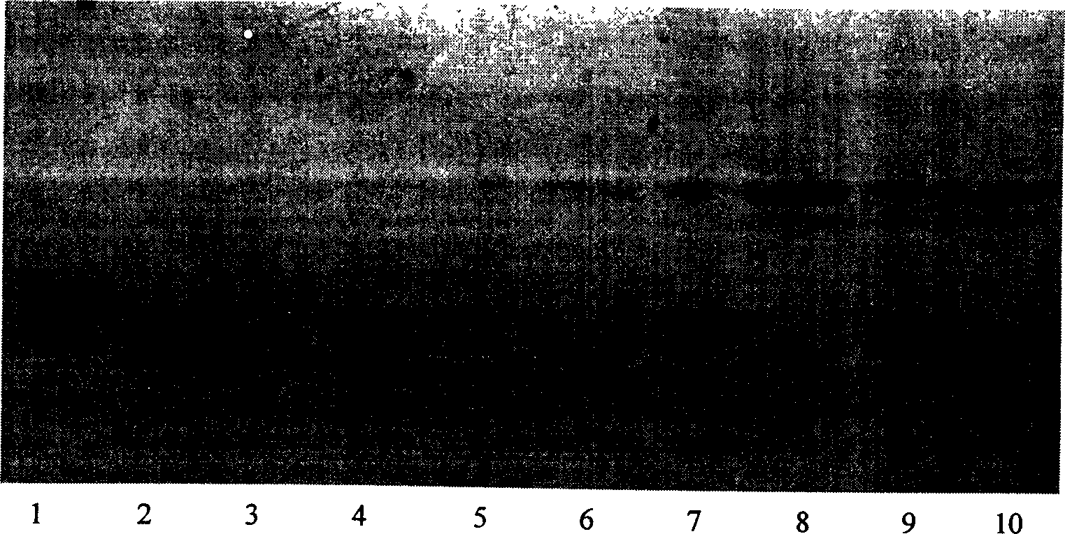 Renaturation of reconstituted human bone protein-1 and making method of its preparation