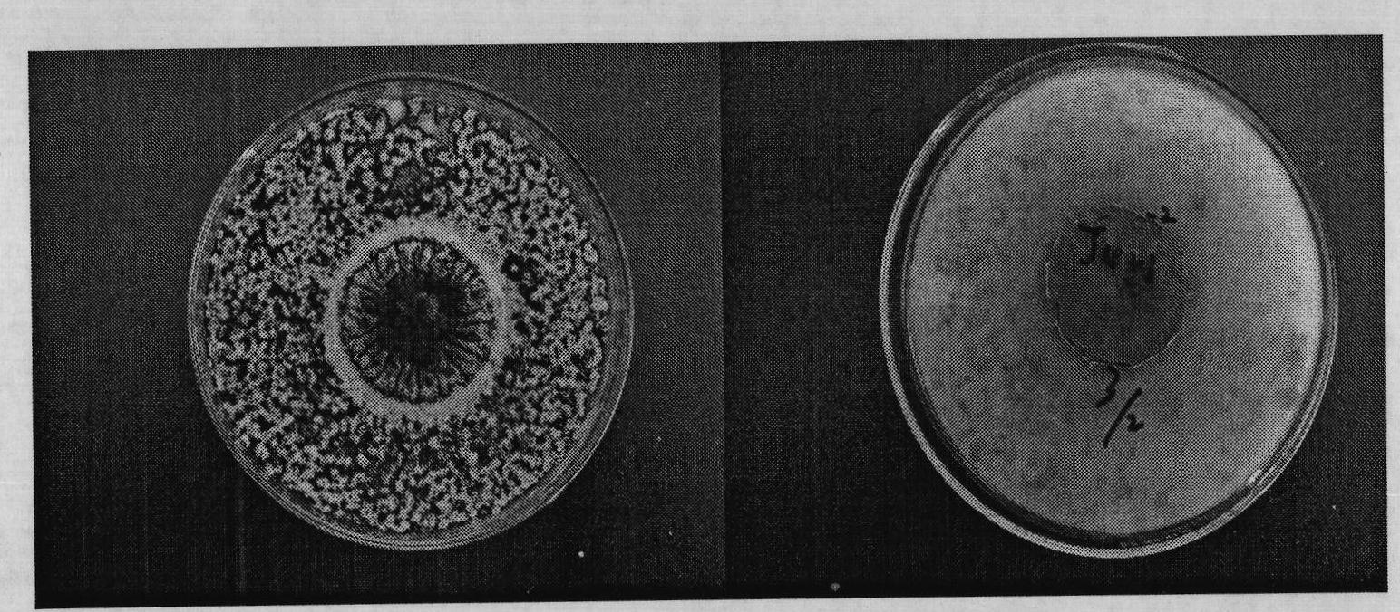 Fungus bactericide for degrading organophosphorus insecticide with broad spectrum