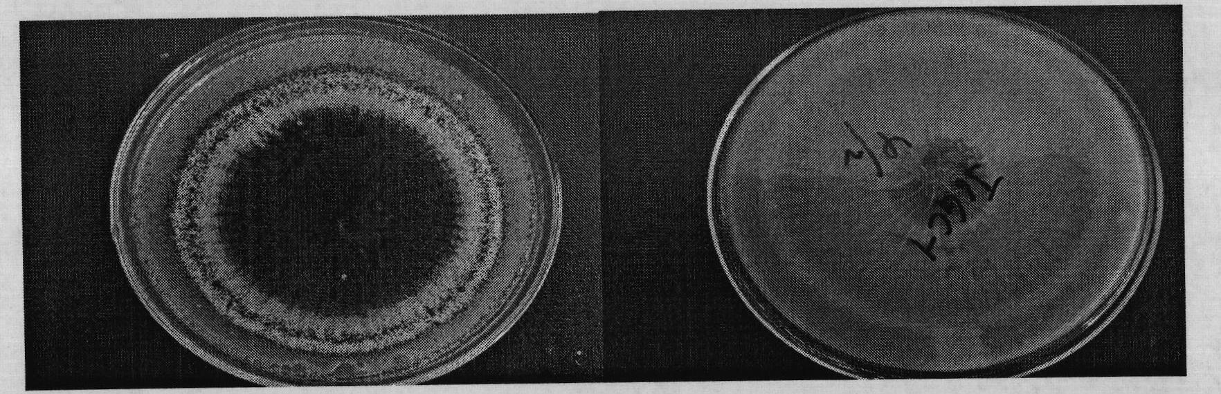 Fungus bactericide for degrading organophosphorus insecticide with broad spectrum