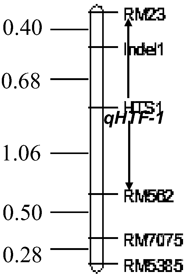 Molecular marking method of heat-proof major QTL lotus qHTF-1 in rice heading and flowering period and application