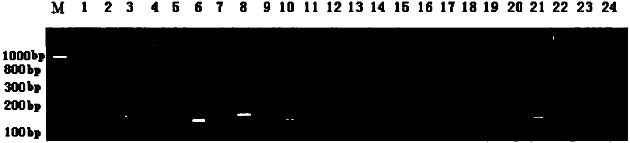 Molecular marking method of heat-proof major QTL lotus qHTF-1 in rice heading and flowering period and application