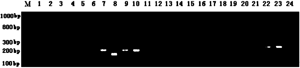 Molecular marking method of heat-proof major QTL lotus qHTF-1 in rice heading and flowering period and application