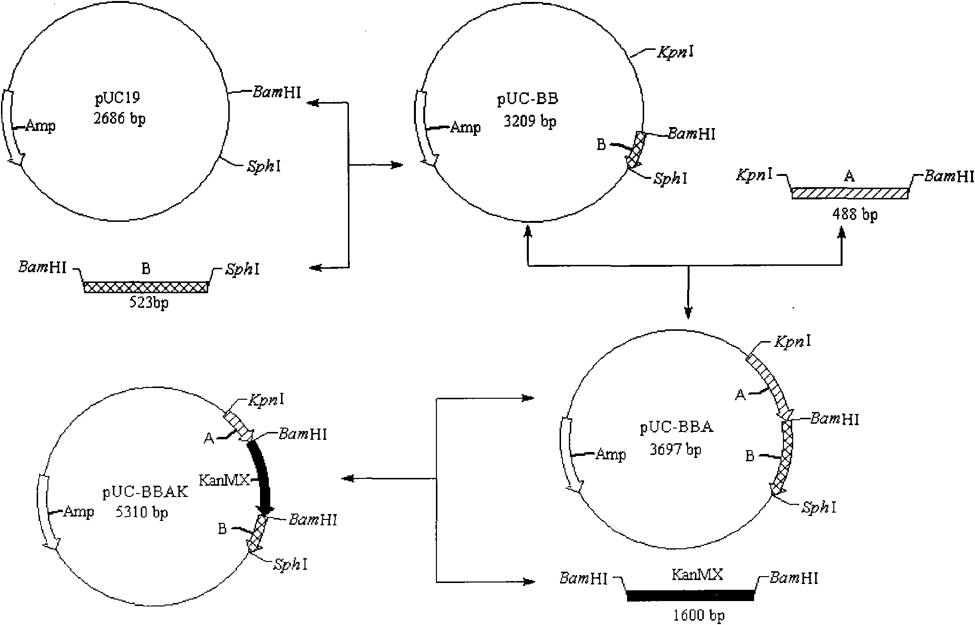 Low-yield higher-alcohol saccharomyces cerevisiae engineering bacterium and construction method thereof