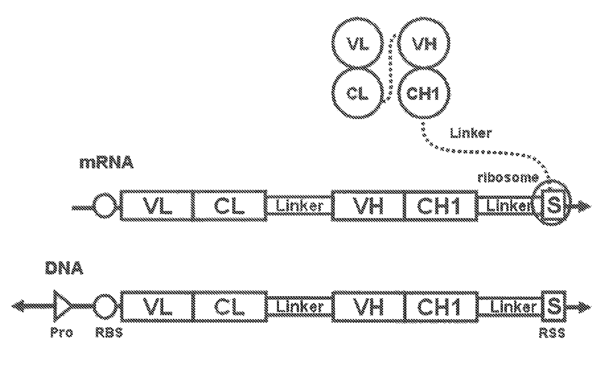 Polynucleotide construct capable of displaying fab in a cell-free translation system, and method for manufacturing and screening fab using same