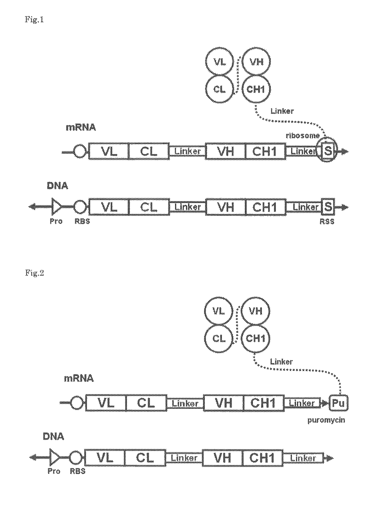 Polynucleotide construct capable of displaying fab in a cell-free translation system, and method for manufacturing and screening fab using same