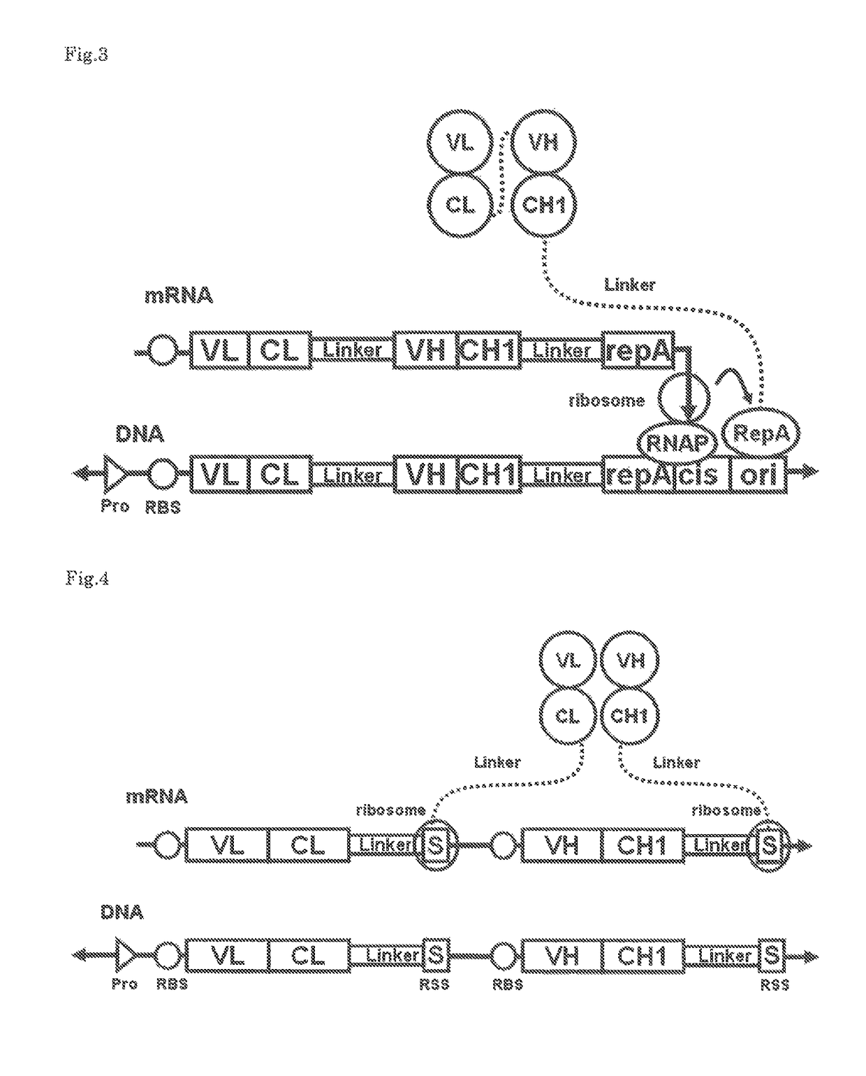 Polynucleotide construct capable of displaying fab in a cell-free translation system, and method for manufacturing and screening fab using same