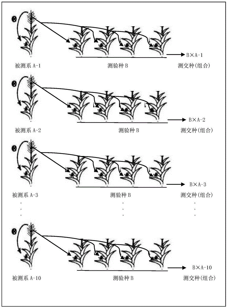 Efficient test cross breeding method of maize inbred line combining ability