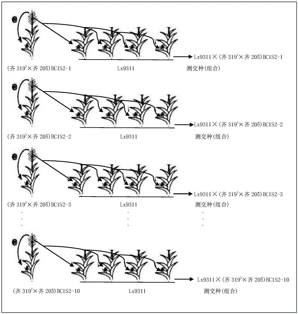 Efficient test cross breeding method of maize inbred line combining ability