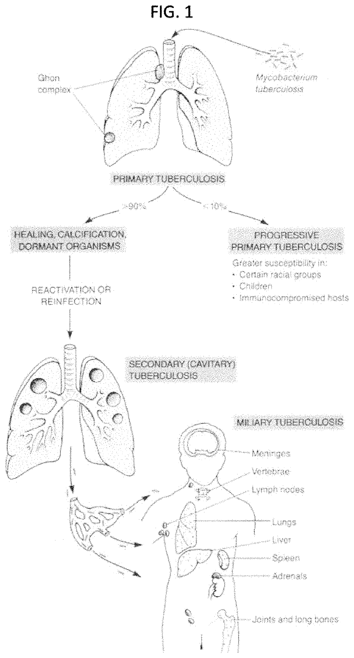 Methods and compound for the identification and treatment of tuberculosis