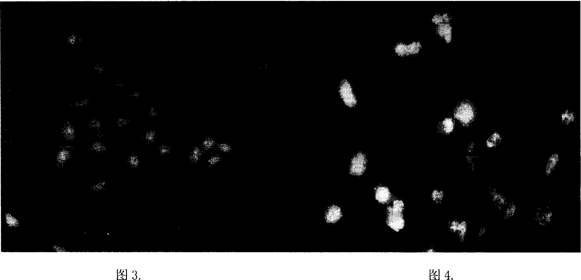 Antineoplastic effect of a group of cycloart-one triterpene compound