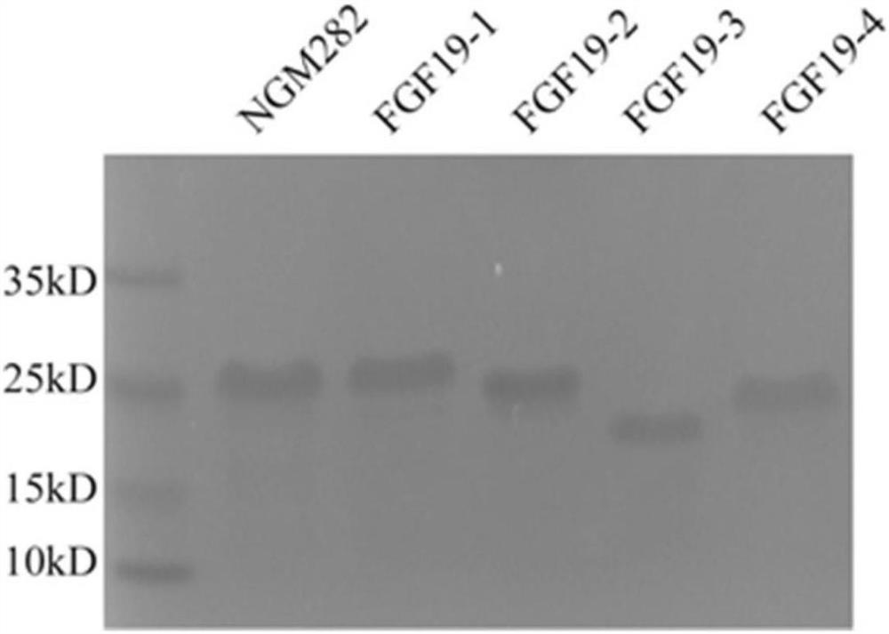 A novel anti-metabolism FGF analogue and its application