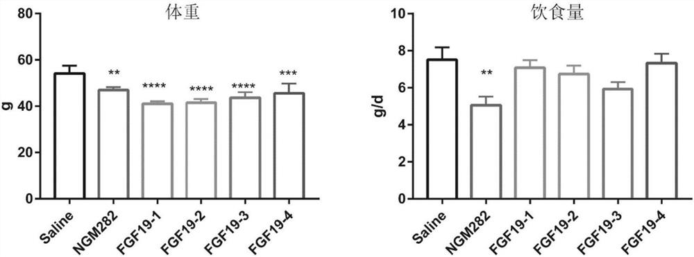 A novel anti-metabolism FGF analogue and its application