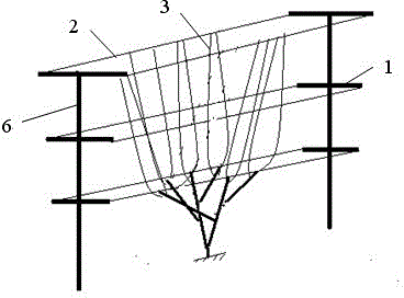 V-shaped grape trellis and grape cultivation method