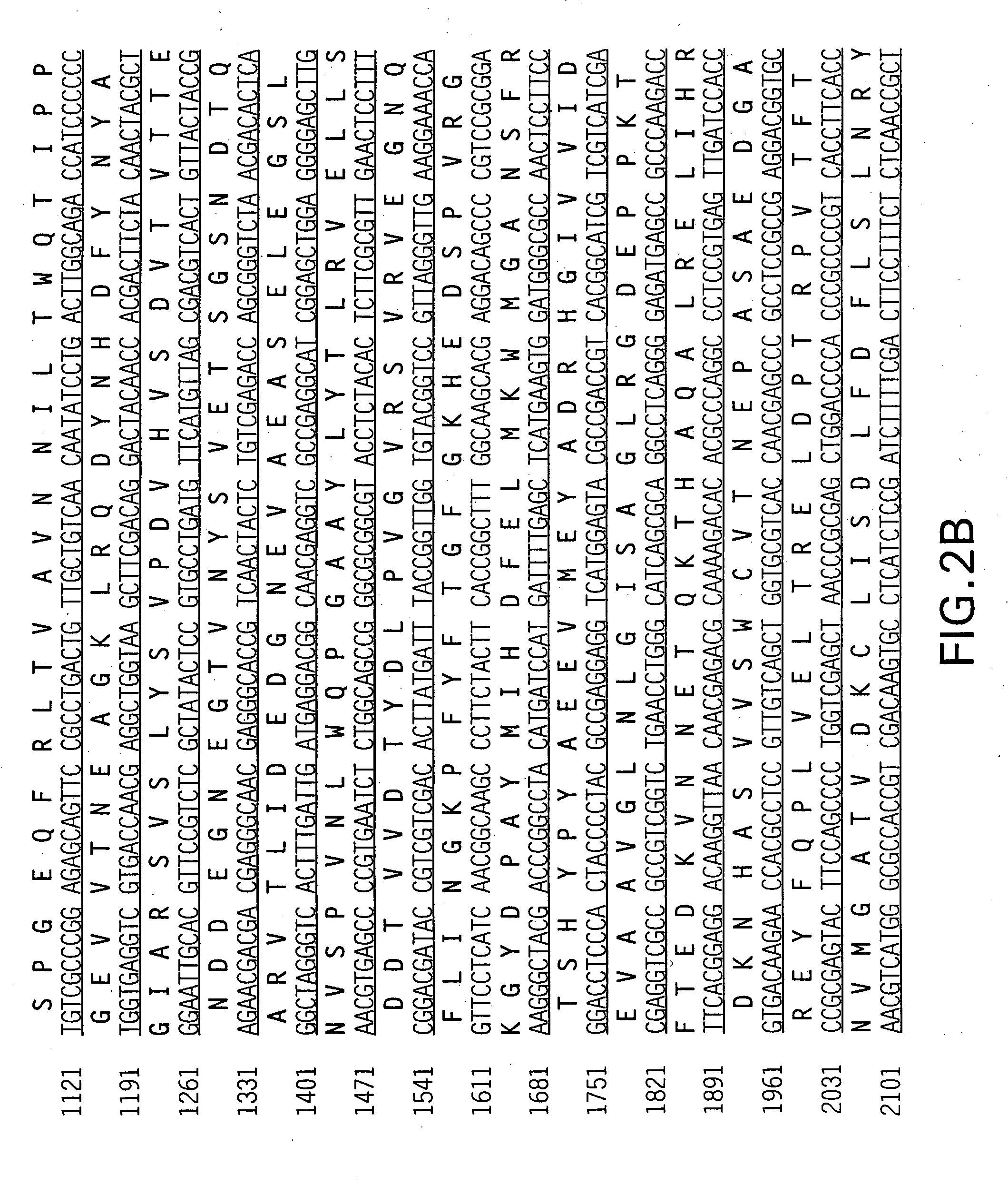 Fungal beta-glucuronidase genes and gene products