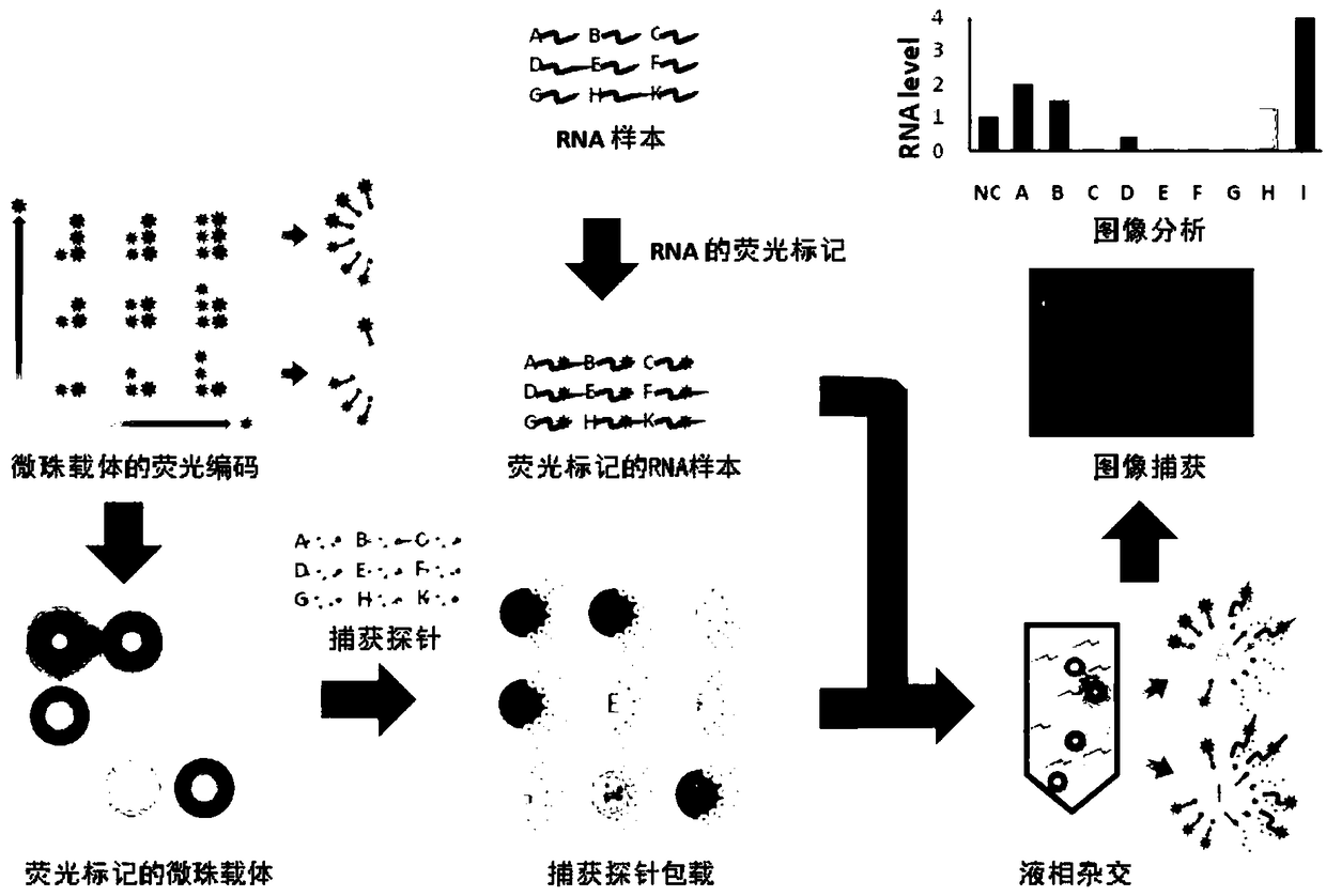 Human papillomavirus quick detection method, liquid-phase chip and kit