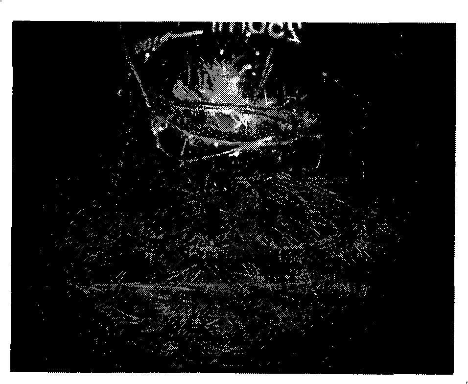 Hair root of salvia miltiorrhiza containing various compounds of high content and culturing technique thereof