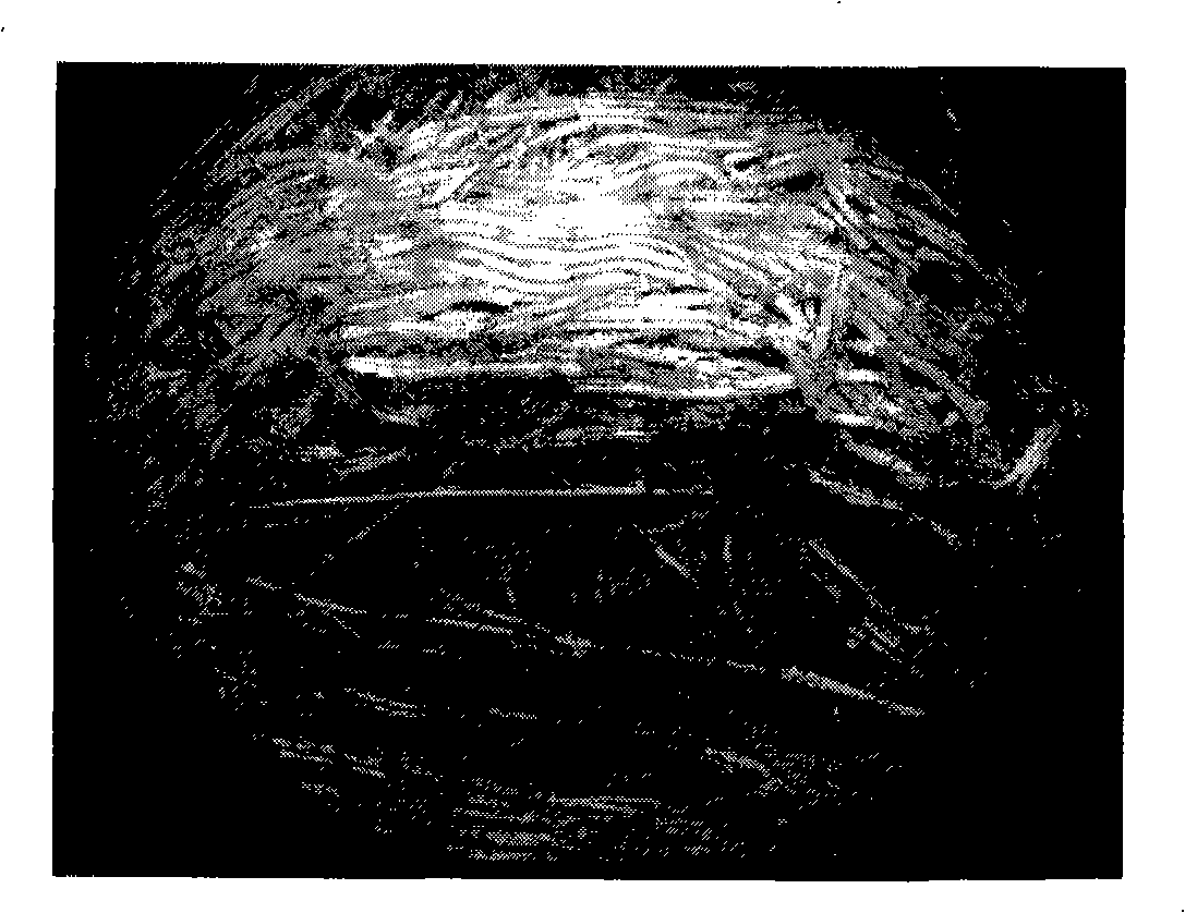 Hair root of salvia miltiorrhiza containing various compounds of high content and culturing technique thereof