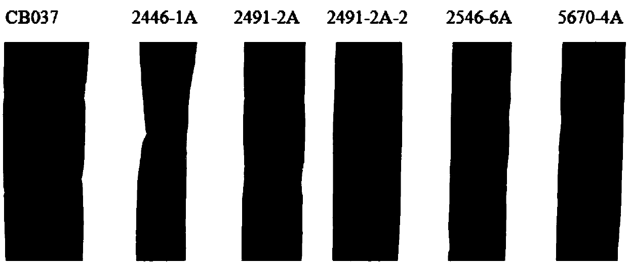 Application of puccinia striiformis PSTG_06025 gene to wheat stripe rust prevention and treatment and culture method of anti-puccinia striiformis wheat