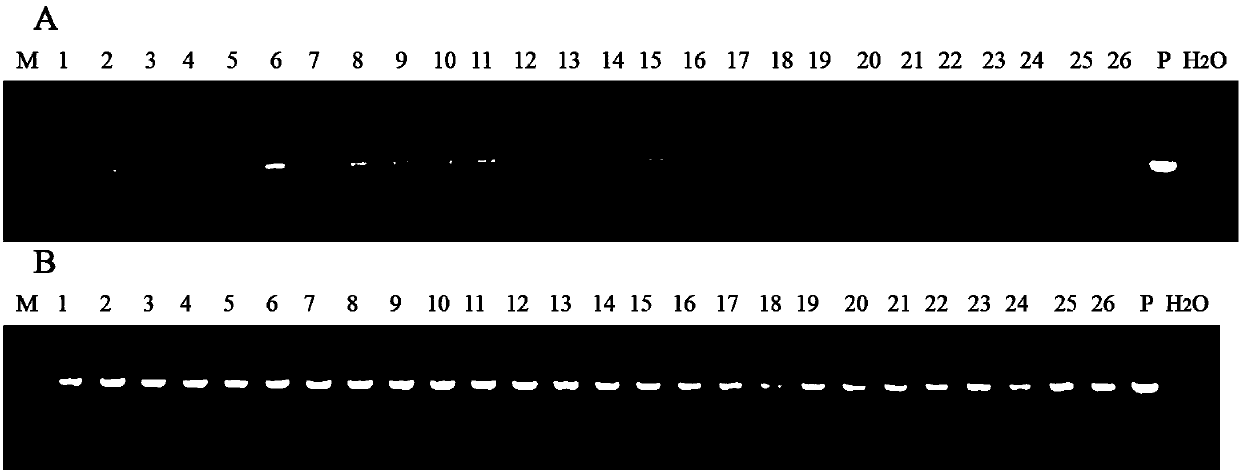 Application of puccinia striiformis PSTG_06025 gene to wheat stripe rust prevention and treatment and culture method of anti-puccinia striiformis wheat