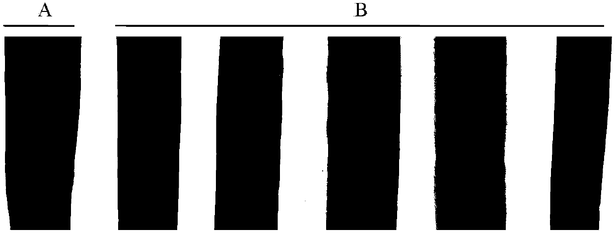 Application of puccinia striiformis PSTG_06025 gene to wheat stripe rust prevention and treatment and culture method of anti-puccinia striiformis wheat