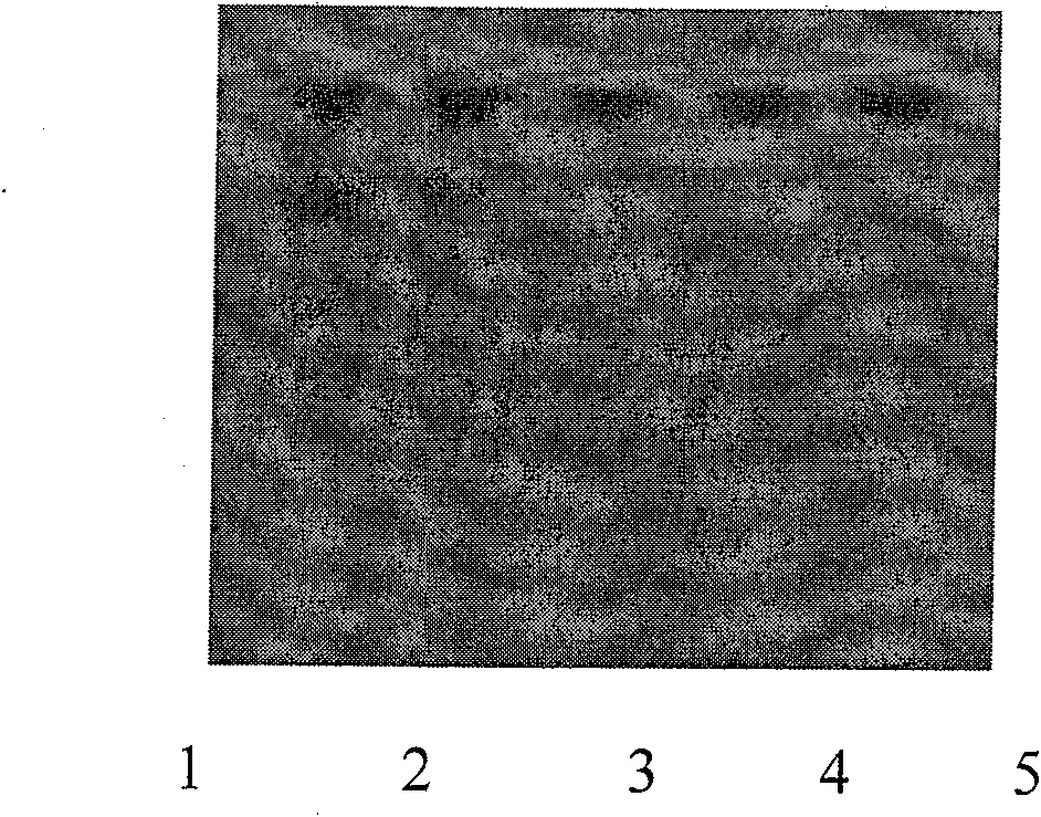 Process for preparing iris aglycone and use thereof in preparation of medicament for treating atherosclerosis