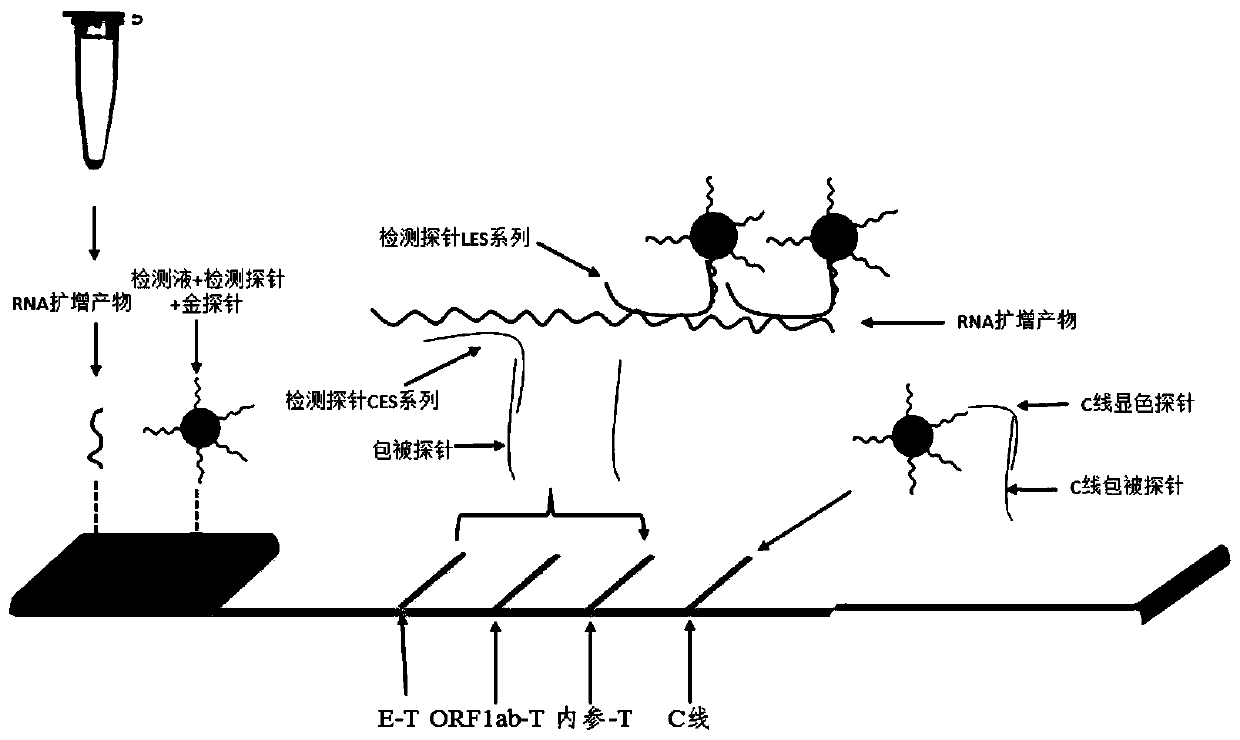 Colloidal gold chromatography kit for nucleic acid detection of novel coronaviruses (2019-nCoV) and application thereof