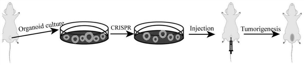 Method for constructing in-situ primary bladder cancer animal model