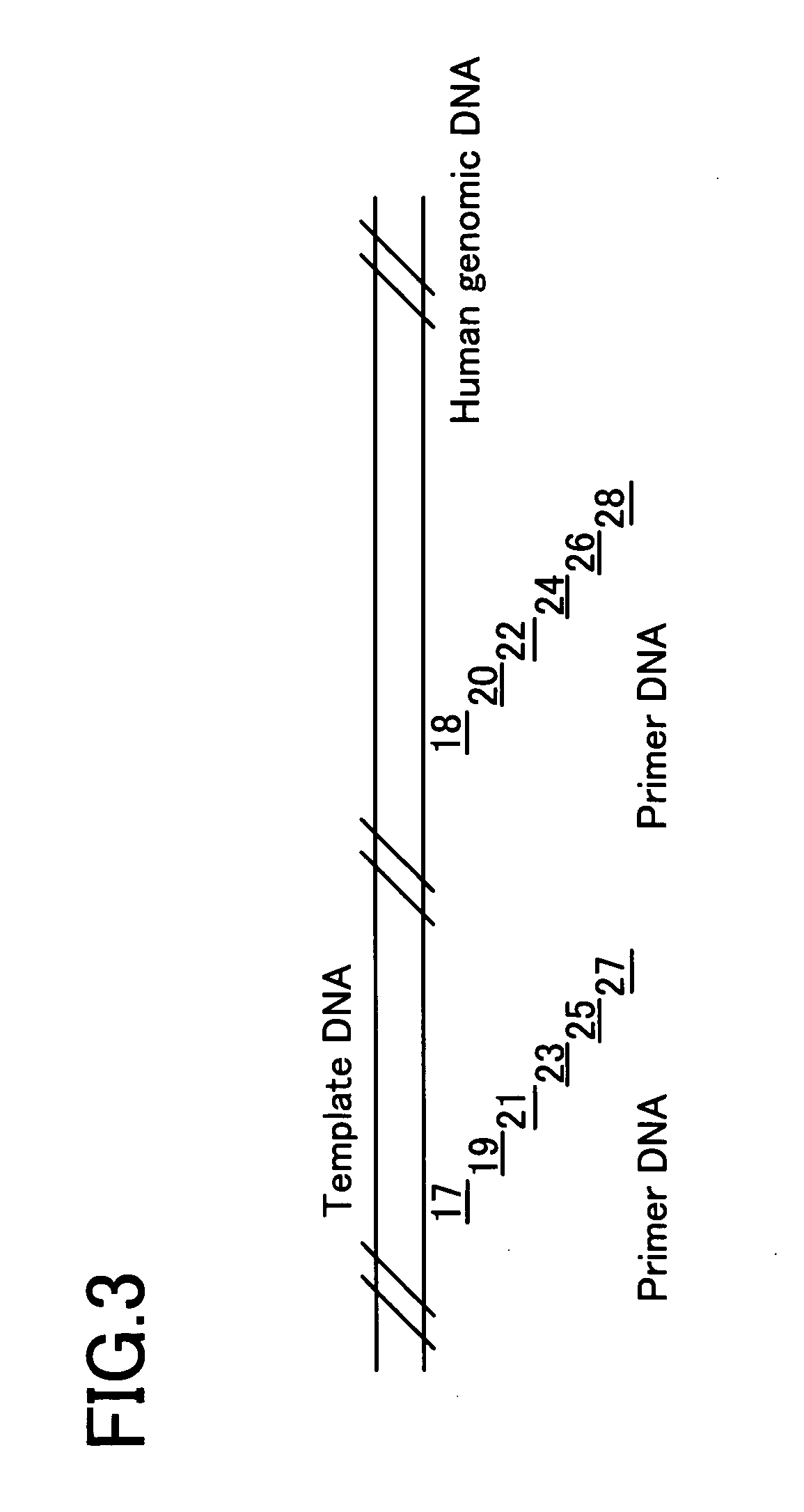 Method of amplifying nucleic acids, reagent kit for amplifying nucleic acids, method of detecting single nucleotide polymorphism, and reagent kit for detecting single nucleotide polymorphism