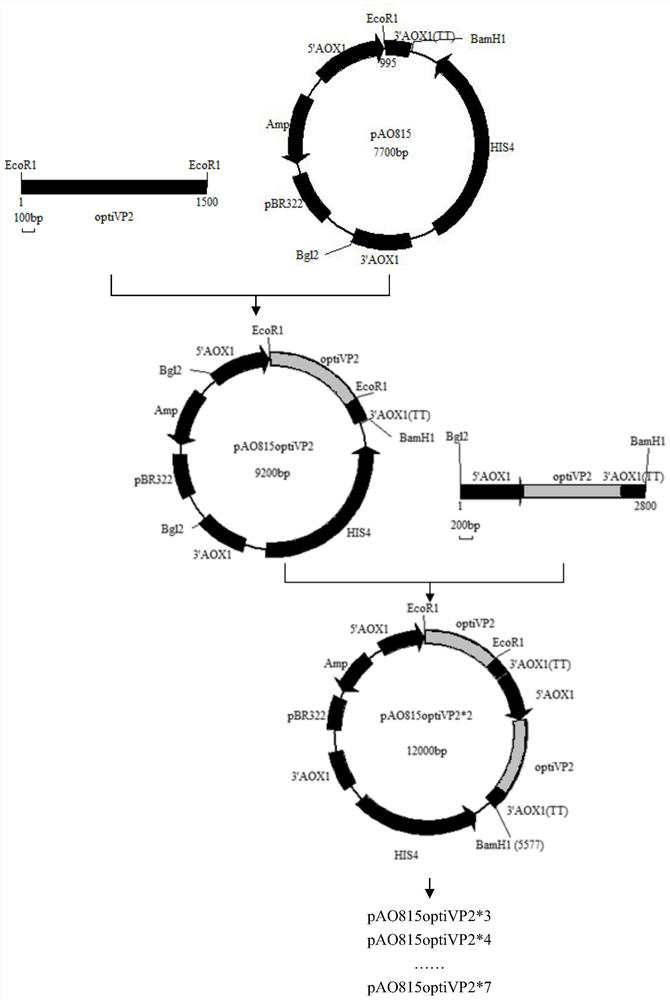 Recombinant yeast strain expressing chicken infectious bursal virus virus-like particle and its expressed protein and application