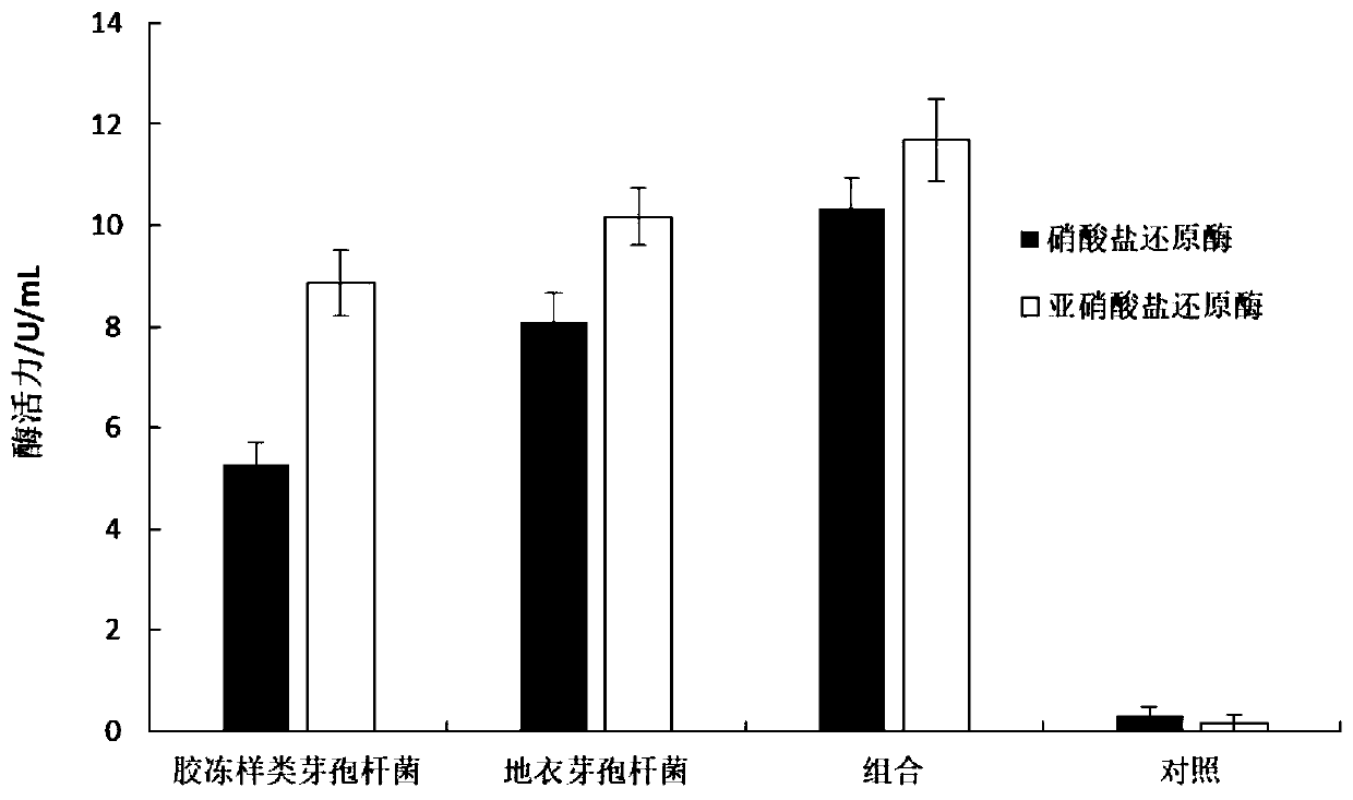 Secondary salinized soil remediation bacterial agent and application thereof