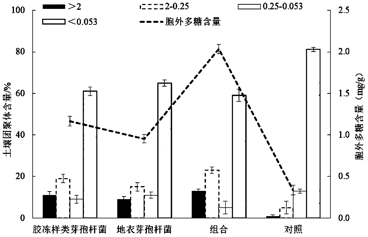 Secondary salinized soil remediation bacterial agent and application thereof