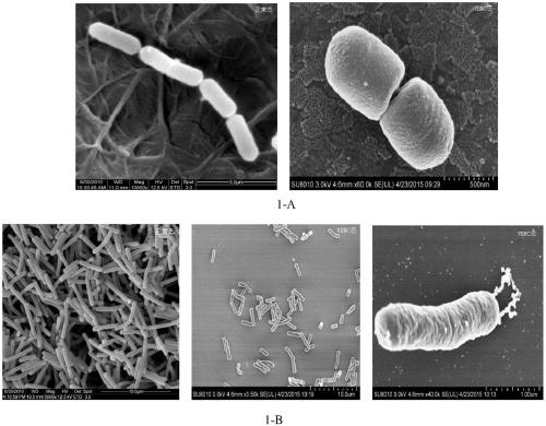 A kind of induction method of lactobacillus vbnc state