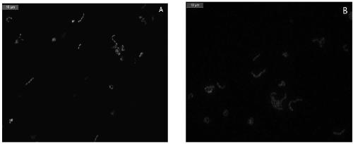 A kind of induction method of lactobacillus vbnc state