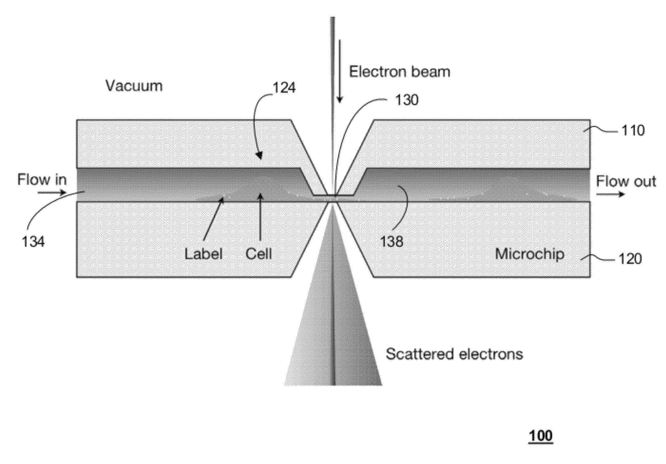 Transmission electron microscopy for imaging live cells