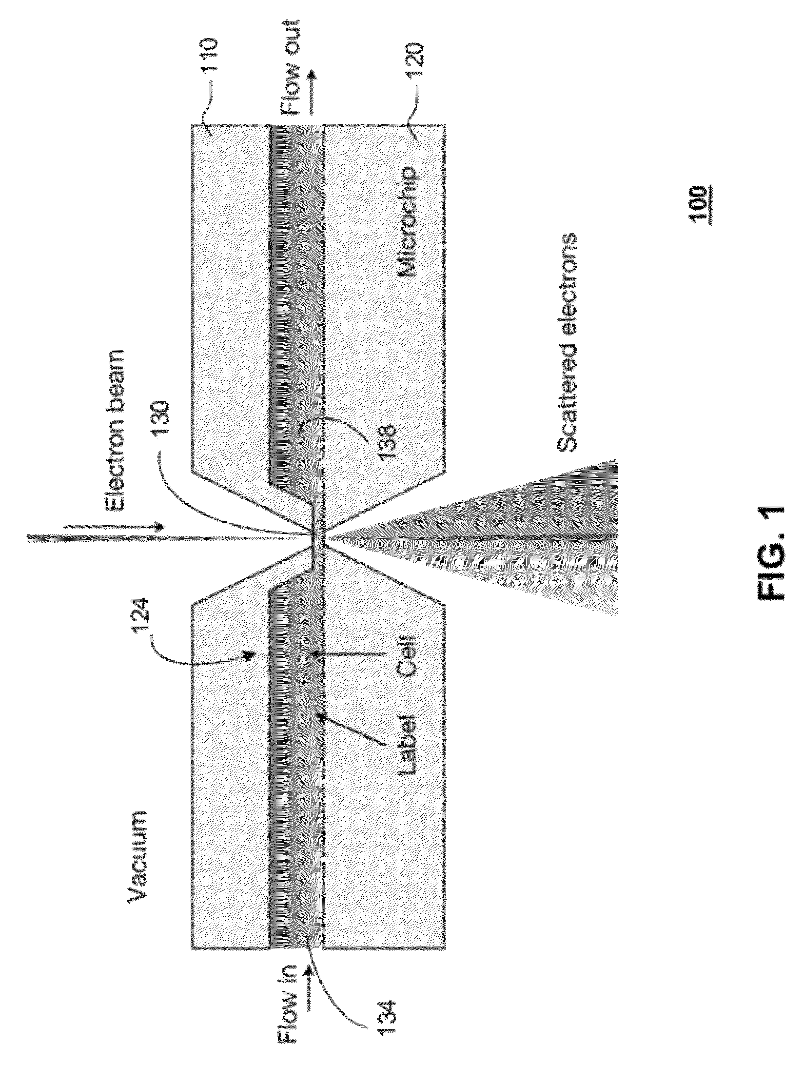 Transmission electron microscopy for imaging live cells