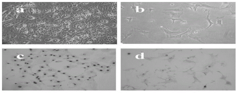 A hydroxyethyl chitosan in situ hydrogel for repairing corneal ocular surface damage