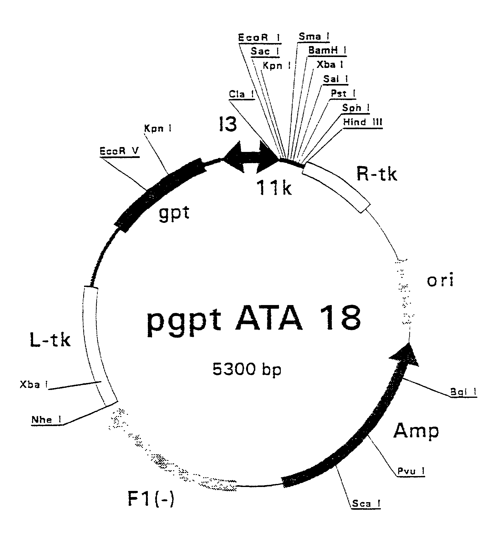 Purified hepatitis C virus envelope proteins for diagnostic and therapeutic use