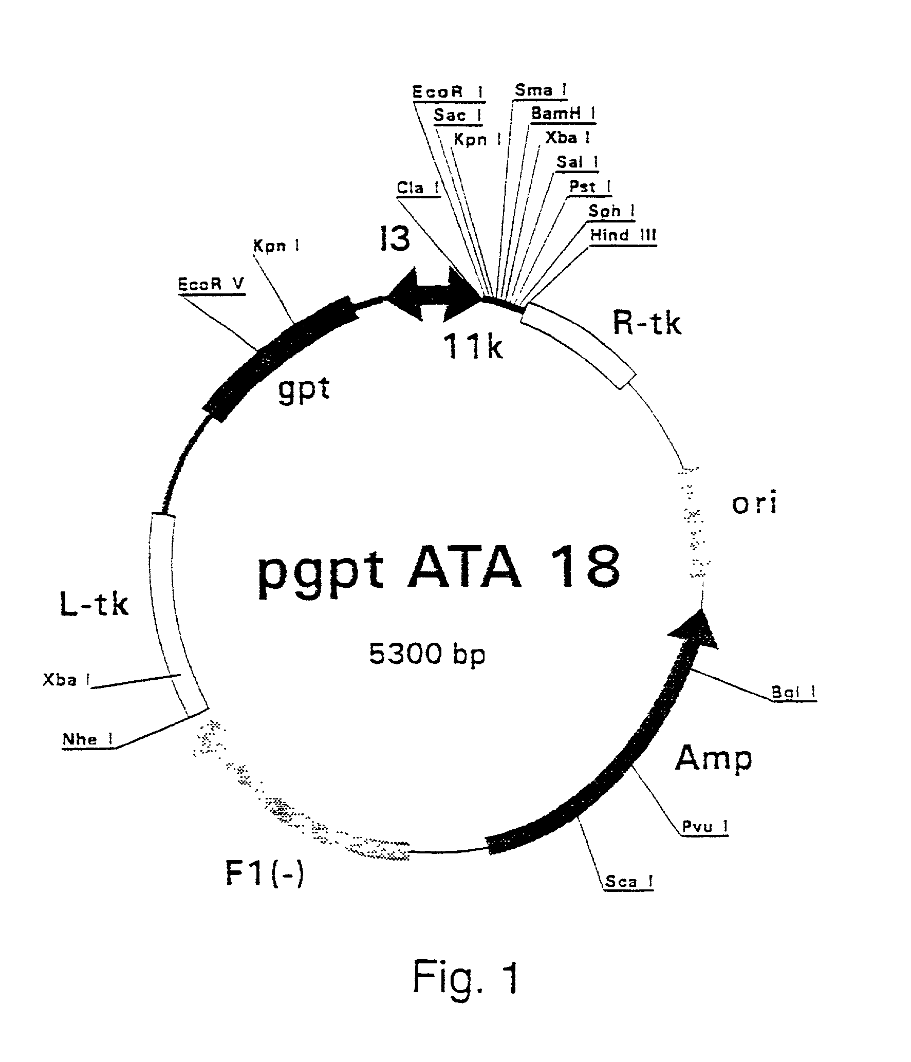 Purified hepatitis C virus envelope proteins for diagnostic and therapeutic use