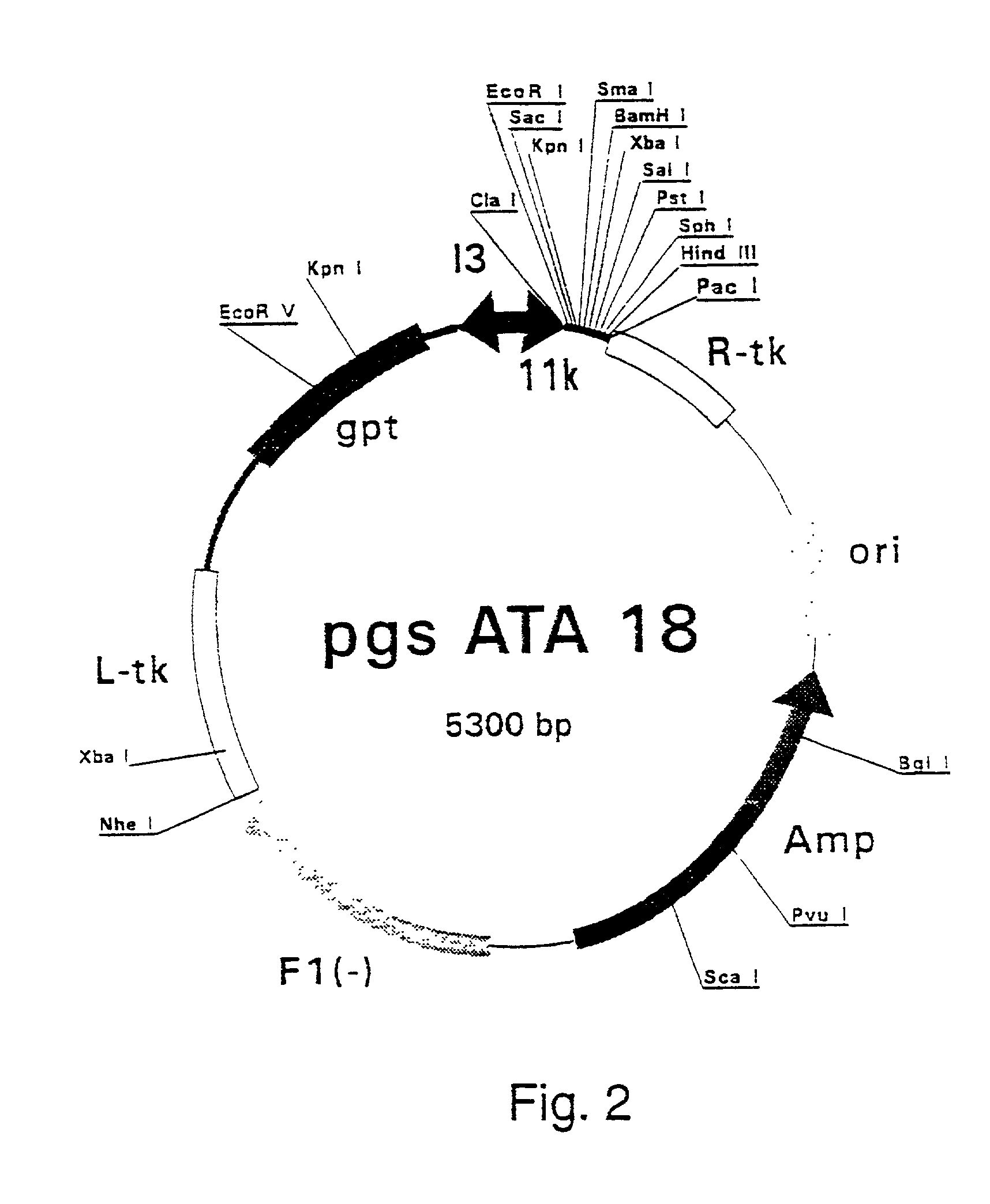 Purified hepatitis C virus envelope proteins for diagnostic and therapeutic use