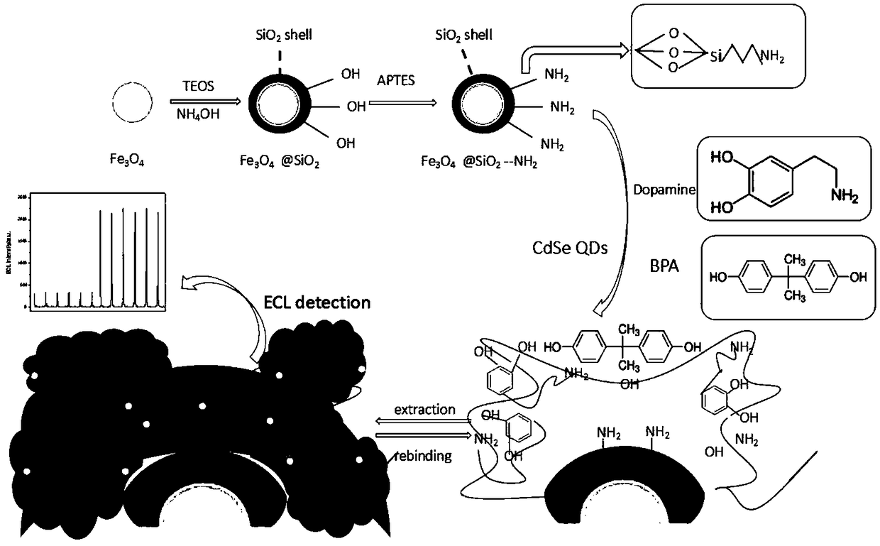 Magnetic quantum dot molecular imprinting material used for detecting bisphenol A and application