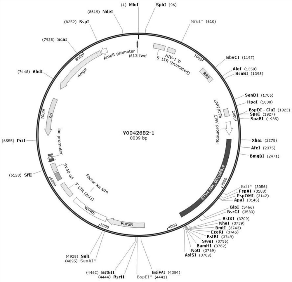 Application of ETV4 gene in reprogramming hypertrophic scar fibroblasts