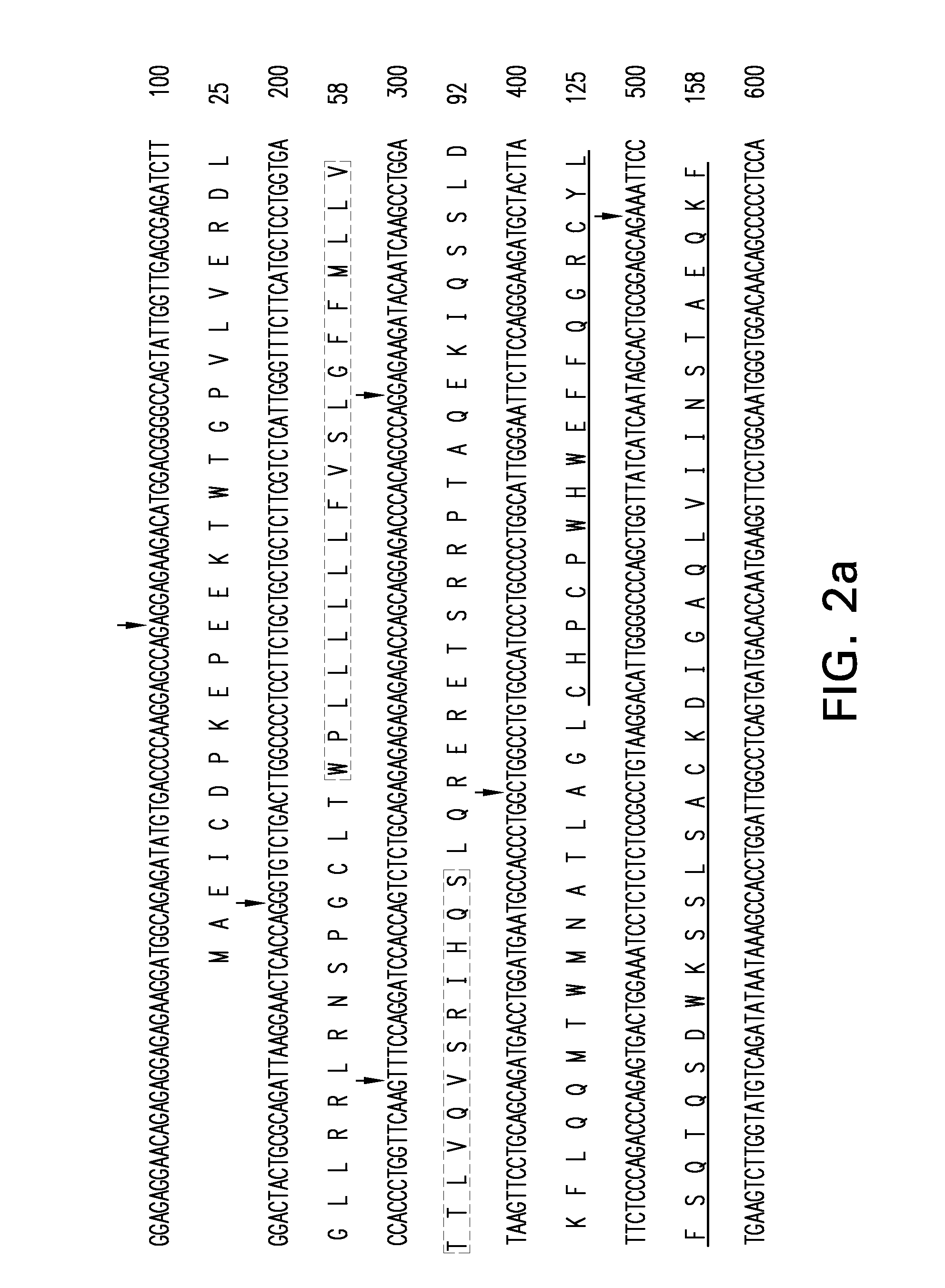 PORCINE DC-SIGN, ICAM-3 AND LSECtin AND USES THEREOF