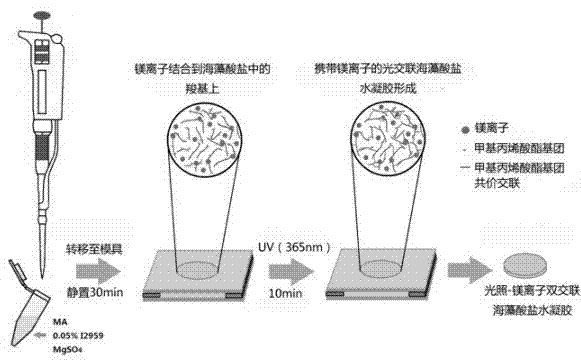 Illumination-magnesium ion double-crosslinking alginate hydrogel and preparation method thereof