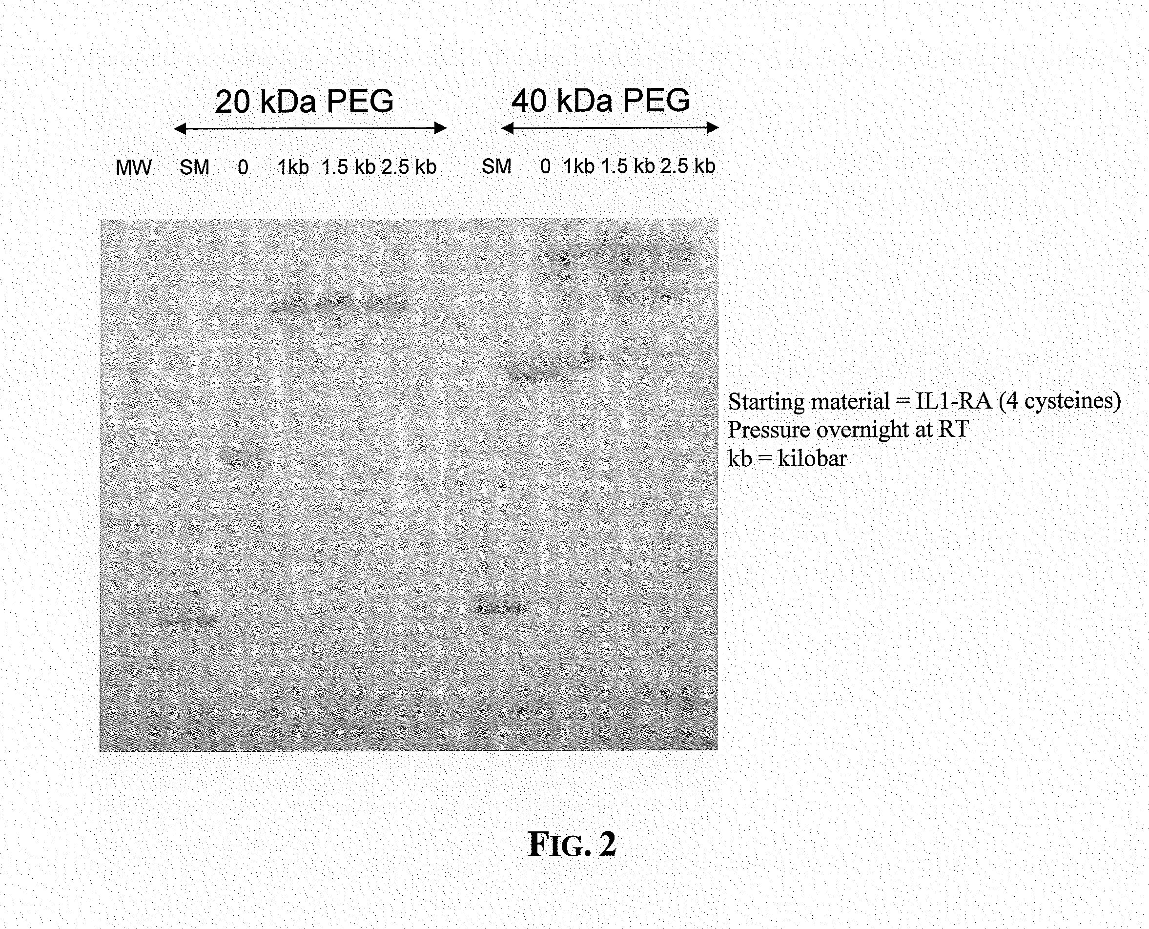 Method for Derivatization of Proteins Using Hydrostatic Pressure