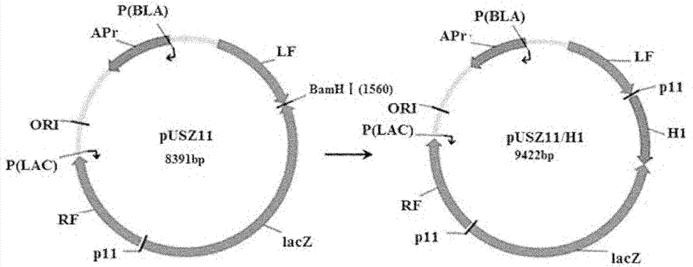 Swine influenza virus H1N1 subtype hemagglutinin (HA)-1 protein recombinant suipoxvirus and preparation method thereof