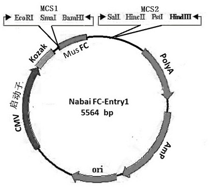 Bovine and goat cheese protein monoclonal antibody, detection kit and application