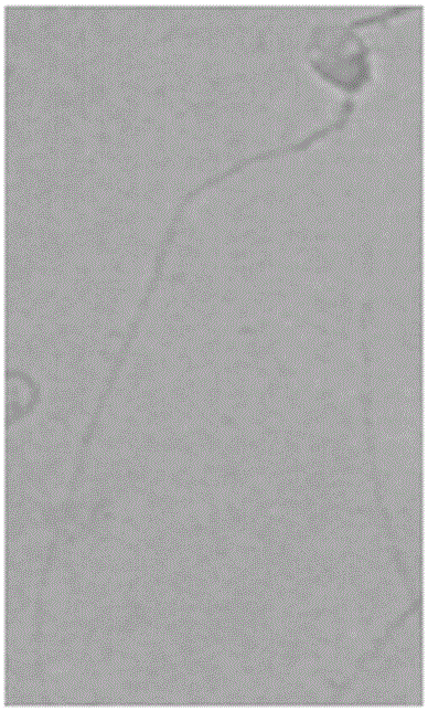 Method for Simultaneous Detection of Sperm Nucleoprotein and Membrane Integrity