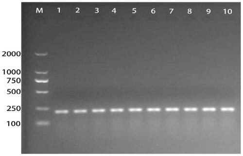 A kind of specific primer and rapid detection method for detecting Dispora cocoa