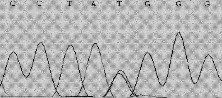 Single Nucleotide Polymorphism Site of Goat sh2b1 Gene and Its Detection Method